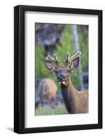 Young Bull Elk-Ken Archer-Framed Photographic Print