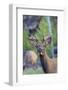 Young Bull Elk-Ken Archer-Framed Photographic Print