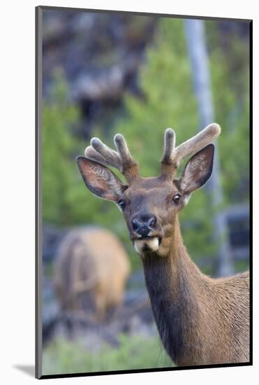 Young Bull Elk-Ken Archer-Mounted Photographic Print