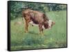 Young Bull in a Meadow, 1881-Edouard Manet-Framed Stretched Canvas