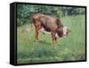 Young Bull in a Meadow, 1881-Edouard Manet-Framed Stretched Canvas