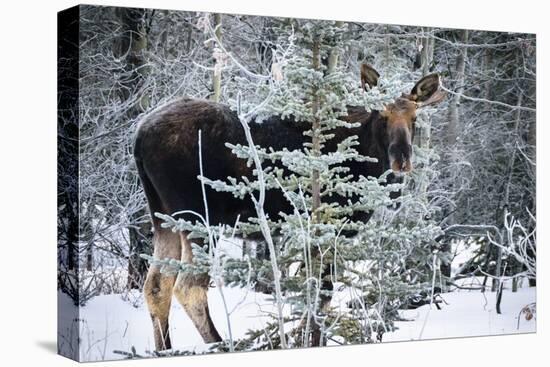 Young Bull Moose-Brenda Petrella Photography LLC-Stretched Canvas