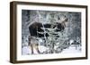 Young Bull Moose-Brenda Petrella Photography LLC-Framed Giclee Print