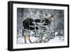 Young Bull Moose-Brenda Petrella Photography LLC-Framed Giclee Print