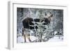 Young Bull Moose-Brenda Petrella Photography LLC-Framed Giclee Print
