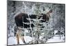 Young Bull Moose-Brenda Petrella Photography LLC-Mounted Giclee Print