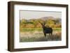 Young bull moose-Ken Archer-Framed Photographic Print