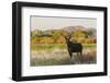 Young bull moose-Ken Archer-Framed Photographic Print