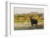 Young bull moose-Ken Archer-Framed Photographic Print