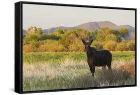 Young bull moose-Ken Archer-Framed Stretched Canvas