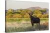 Young bull moose-Ken Archer-Stretched Canvas