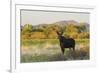 Young bull moose-Ken Archer-Framed Photographic Print