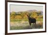 Young bull moose-Ken Archer-Framed Photographic Print