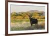 Young bull moose-Ken Archer-Framed Photographic Print