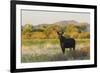 Young bull moose-Ken Archer-Framed Photographic Print
