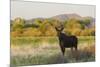 Young bull moose-Ken Archer-Mounted Photographic Print