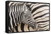 Young Burchell's zebra, nestles against its mother while they rest, Etosha National Park, Namibia.-Brenda Tharp-Framed Stretched Canvas