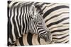 Young Burchell's zebra, nestles against its mother while they rest, Etosha National Park, Namibia.-Brenda Tharp-Stretched Canvas