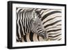 Young Burchell's zebra, nestles against its mother while they rest, Etosha National Park, Namibia.-Brenda Tharp-Framed Photographic Print