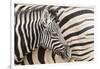 Young Burchell's zebra, nestles against its mother while they rest, Etosha National Park, Namibia.-Brenda Tharp-Framed Photographic Print