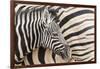 Young Burchell's zebra, nestles against its mother while they rest, Etosha National Park, Namibia.-Brenda Tharp-Framed Photographic Print