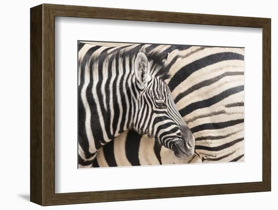 Young Burchell's zebra, nestles against its mother while they rest, Etosha National Park, Namibia.-Brenda Tharp-Framed Photographic Print