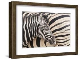 Young Burchell's zebra, nestles against its mother while they rest, Etosha National Park, Namibia.-Brenda Tharp-Framed Photographic Print