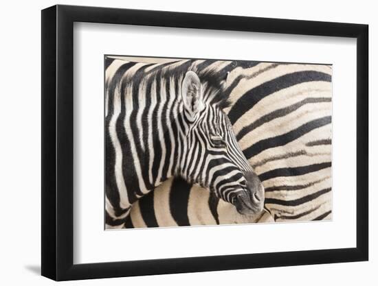 Young Burchell's zebra, nestles against its mother while they rest, Etosha National Park, Namibia.-Brenda Tharp-Framed Photographic Print