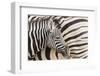 Young Burchell's zebra, nestles against its mother while they rest, Etosha National Park, Namibia.-Brenda Tharp-Framed Photographic Print