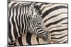Young Burchell's zebra, nestles against its mother while they rest, Etosha National Park, Namibia.-Brenda Tharp-Mounted Photographic Print