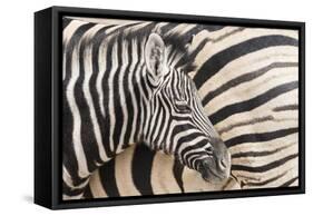 Young Burchell's zebra, nestles against its mother while they rest, Etosha National Park, Namibia.-Brenda Tharp-Framed Stretched Canvas
