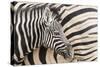 Young Burchell's zebra, nestles against its mother while they rest, Etosha National Park, Namibia.-Brenda Tharp-Stretched Canvas