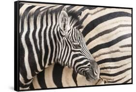 Young Burchell's zebra, nestles against its mother while they rest, Etosha National Park, Namibia.-Brenda Tharp-Framed Stretched Canvas