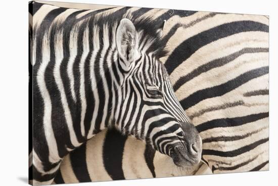 Young Burchell's zebra, nestles against its mother while they rest, Etosha National Park, Namibia.-Brenda Tharp-Stretched Canvas