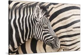 Young Burchell's zebra, nestles against its mother while they rest, Etosha National Park, Namibia.-Brenda Tharp-Stretched Canvas