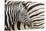 Young Burchell's zebra, nestles against its mother while they rest, Etosha National Park, Namibia.-Brenda Tharp-Stretched Canvas