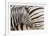 Young Burchell's zebra, nestles against its mother while they rest, Etosha National Park, Namibia.-Brenda Tharp-Framed Photographic Print