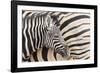 Young Burchell's zebra, nestles against its mother while they rest, Etosha National Park, Namibia.-Brenda Tharp-Framed Photographic Print