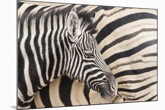 Young Burchell's zebra, nestles against its mother while they rest, Etosha National Park, Namibia.-Brenda Tharp-Mounted Photographic Print