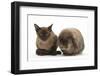 Young Burmese Cat and Lionhead Rabbit-Mark Taylor-Framed Photographic Print