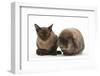 Young Burmese Cat and Lionhead Rabbit-Mark Taylor-Framed Photographic Print