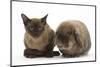 Young Burmese Cat and Lionhead Rabbit-Mark Taylor-Mounted Photographic Print