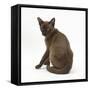 Young Burmese Cat, Sitting, Looking over Shoulder-Mark Taylor-Framed Stretched Canvas