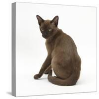 Young Burmese Cat, Sitting, Looking over Shoulder-Mark Taylor-Stretched Canvas