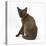 Young Burmese Cat, Sitting, Looking over Shoulder-Mark Taylor-Stretched Canvas