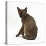 Young Burmese Cat, Sitting, Looking over Shoulder-Mark Taylor-Stretched Canvas