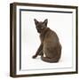 Young Burmese Cat, Sitting, Looking over Shoulder-Mark Taylor-Framed Photographic Print