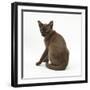 Young Burmese Cat, Sitting, Looking over Shoulder-Mark Taylor-Framed Photographic Print