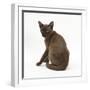 Young Burmese Cat, Sitting, Looking over Shoulder-Mark Taylor-Framed Photographic Print