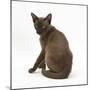 Young Burmese Cat, Sitting, Looking over Shoulder-Mark Taylor-Mounted Photographic Print